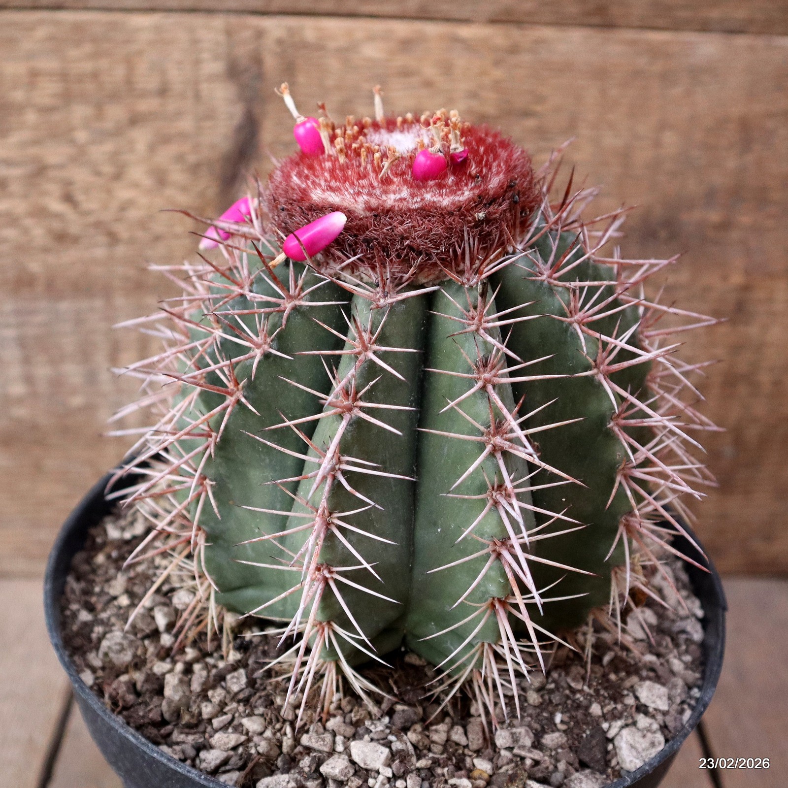 D7898 MELOCACTUS BAHIENSIS pot18-H14-W13 cm MaMa Cactus