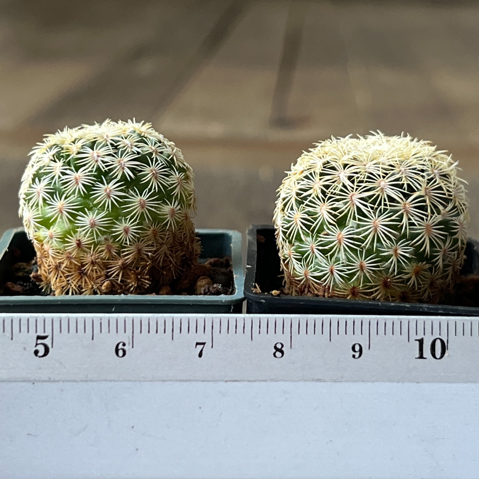 A50-7 Mammillaria solisioides, own root, 2 pieces