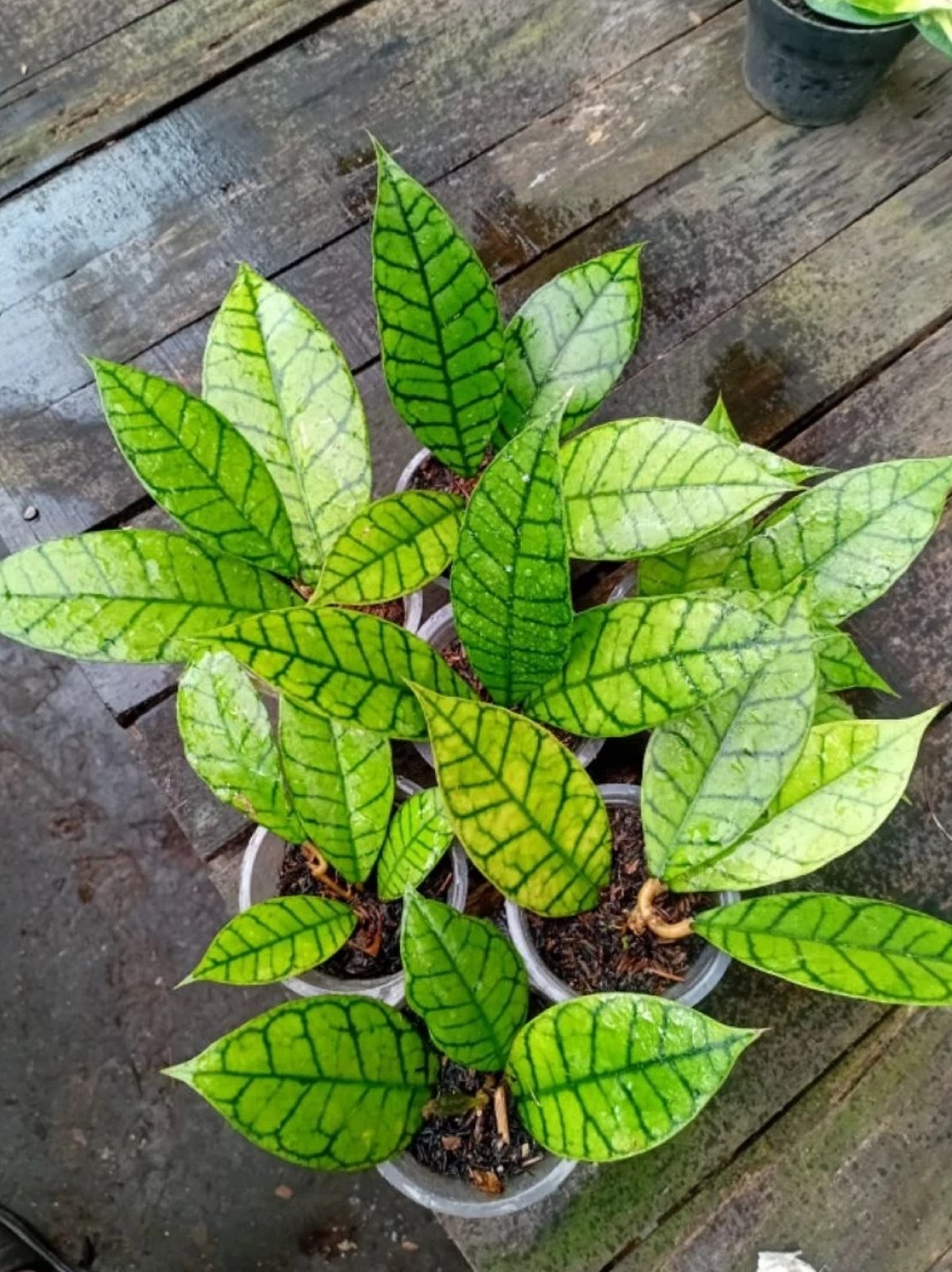Hoya Callistophylla Live Plant Rare Veined Hoya Exotic Wax Plant Rooted Starter