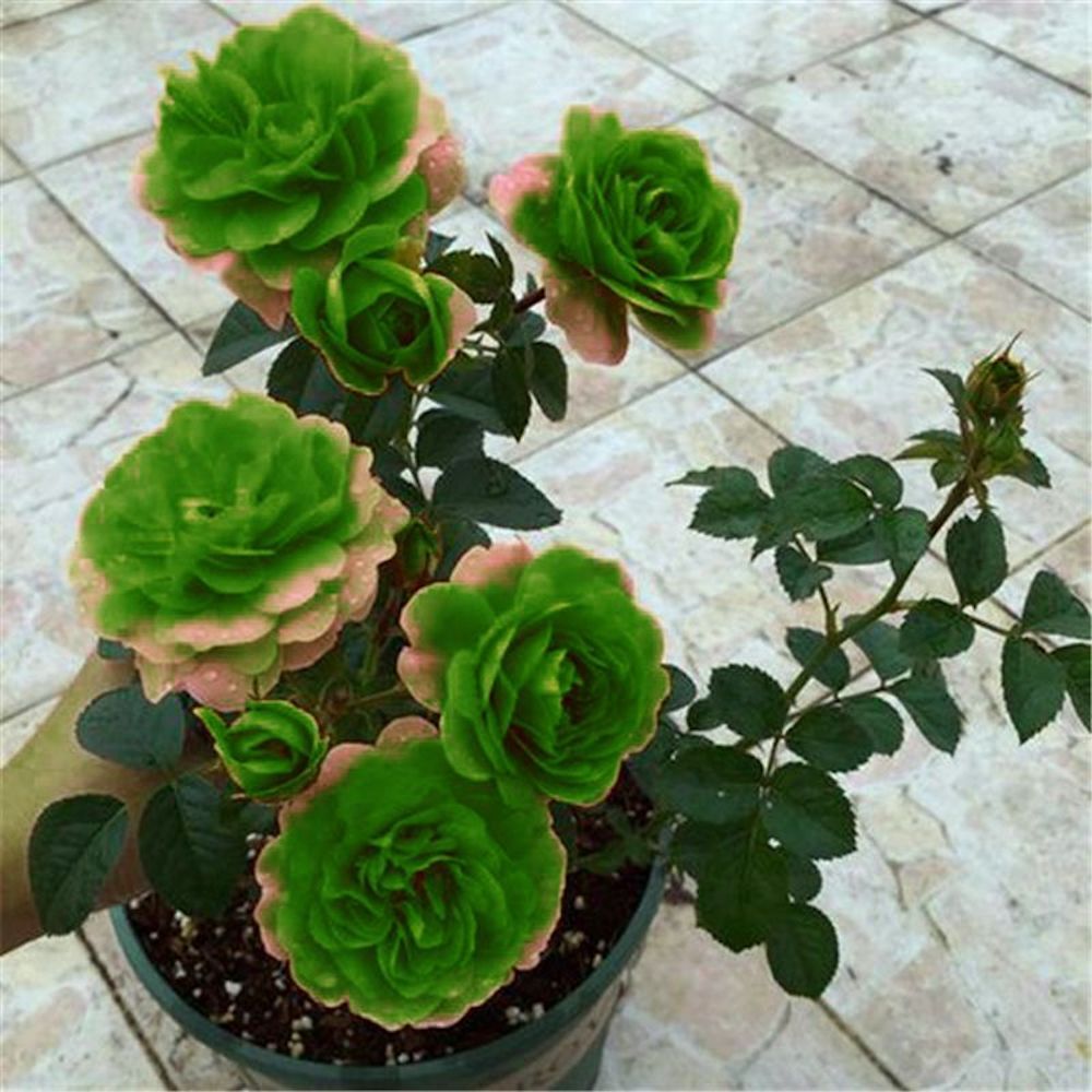 (10) ROSE SEEDS RARE exotic perennial flower garden bush tea USA SELLER W/TRACK