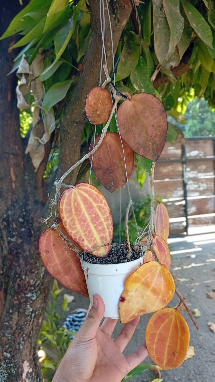 Real Picture Hoya Macrophylla Super Red Sp Borneo Rare Tropical Waxx Plant