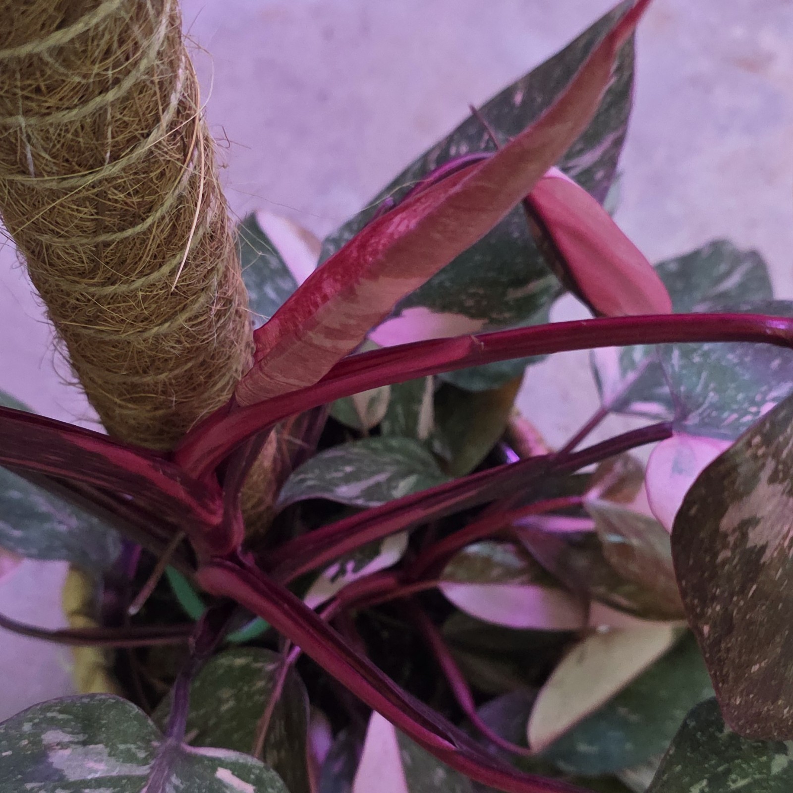 Pink Princess ‘Marble Galaxy’ 6 inch pot “Pick your 6″ pot from video”