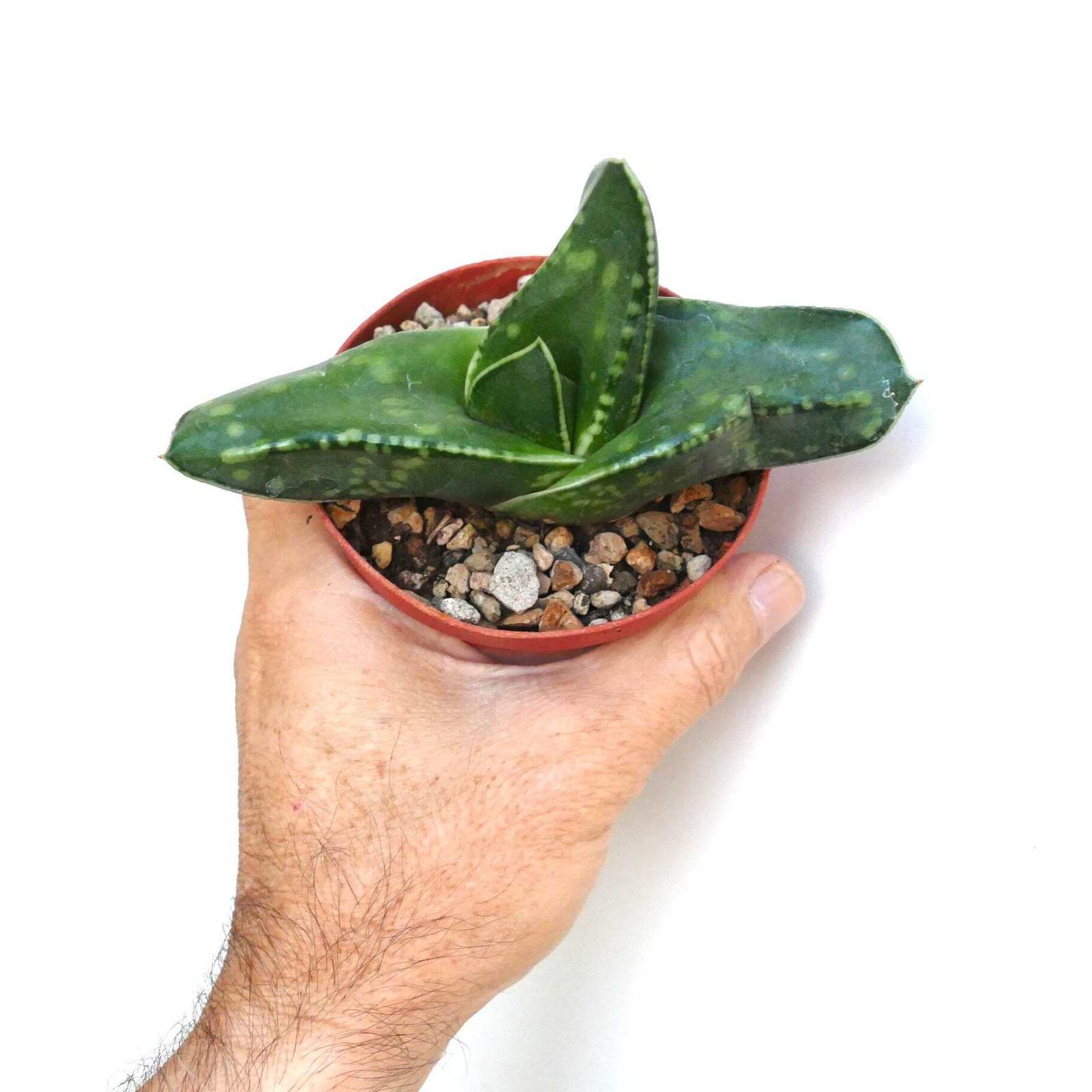 Gasteria armstrongii cv CORAL DREAM – Armstrong’s gasteria | Armstrong gasteria