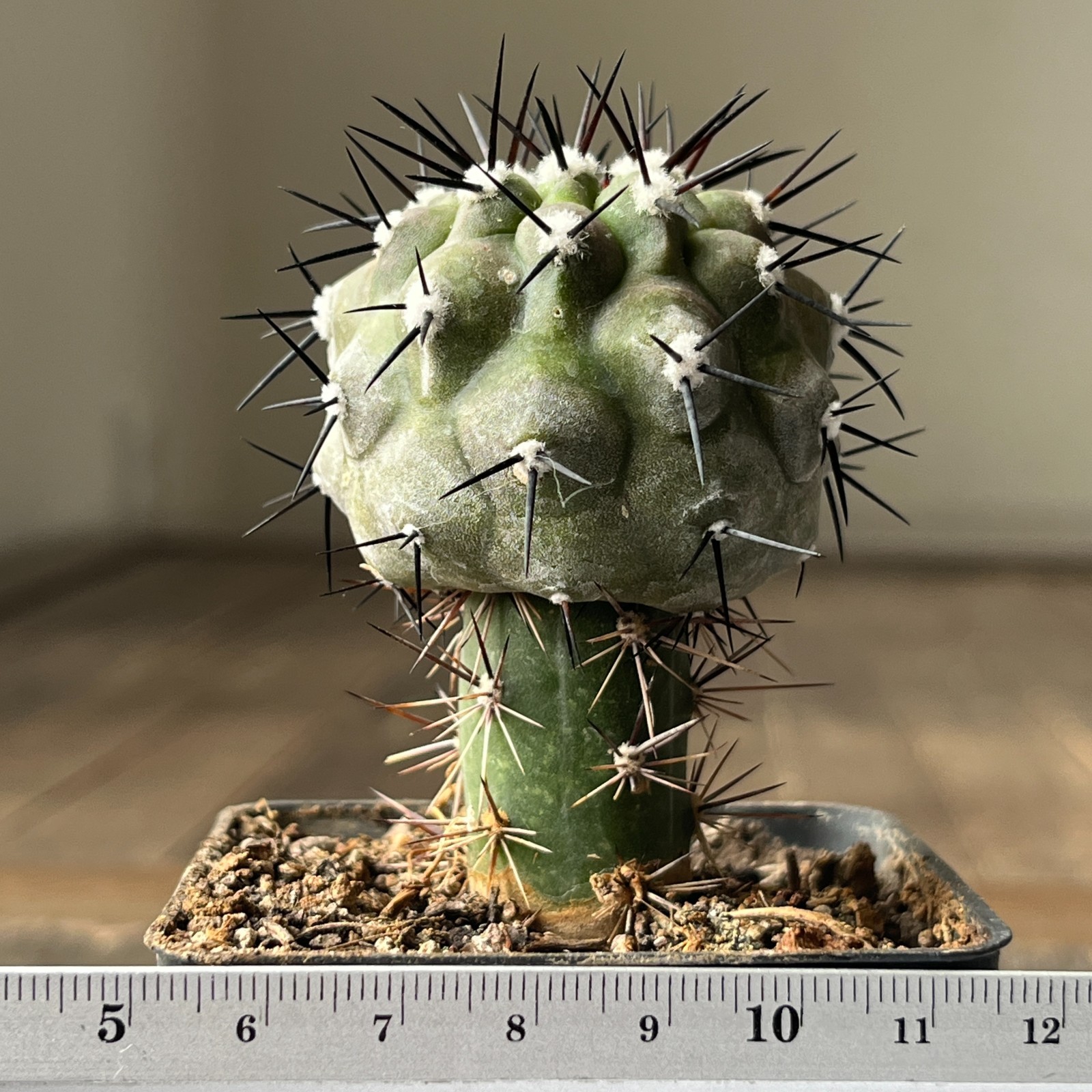 A13-476 Copiapoa sinerea HR1032, La Quinta, Super Black Spines, dark body