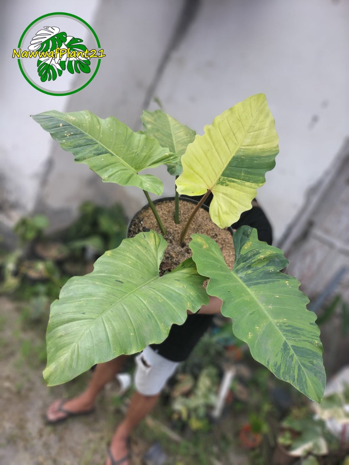 Philodendron Jungle Fiver Variegated Real Picture Big Size House Plant