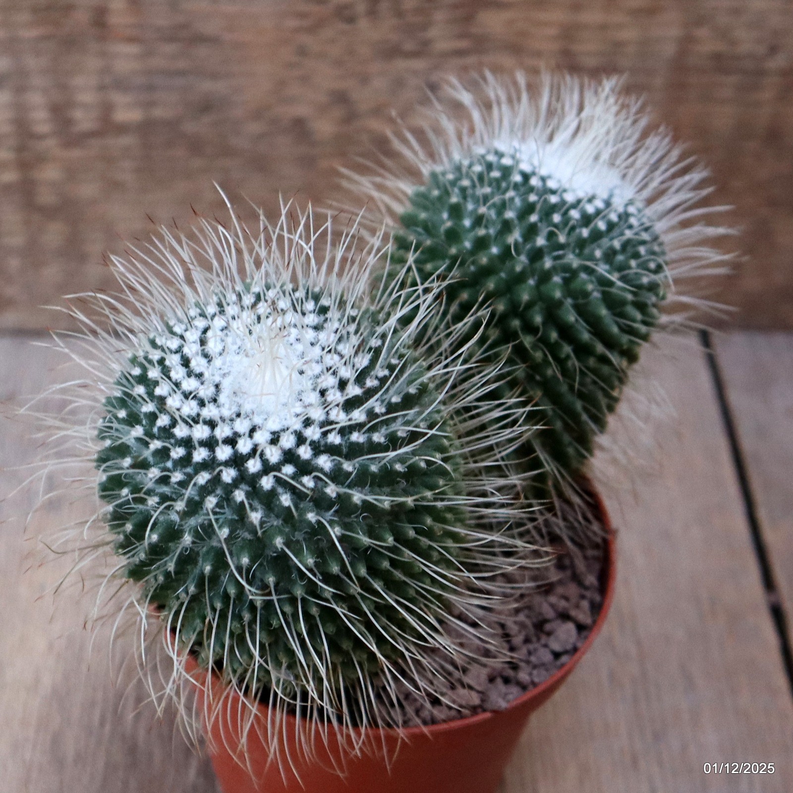 D7619 MAMMILLARIA SPINOSISSIMA UNPICO pot10-H11-W14 cm MaMa Cactus