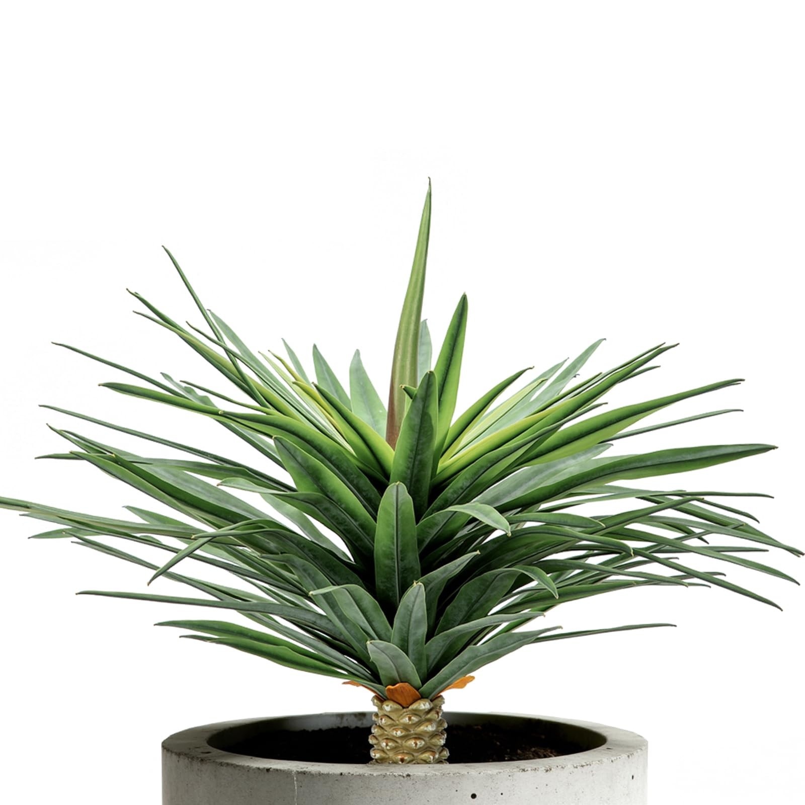 Saki Décor Artificial Agave Plant – 24 Inch UV Resistant Faux Agave Succulent…