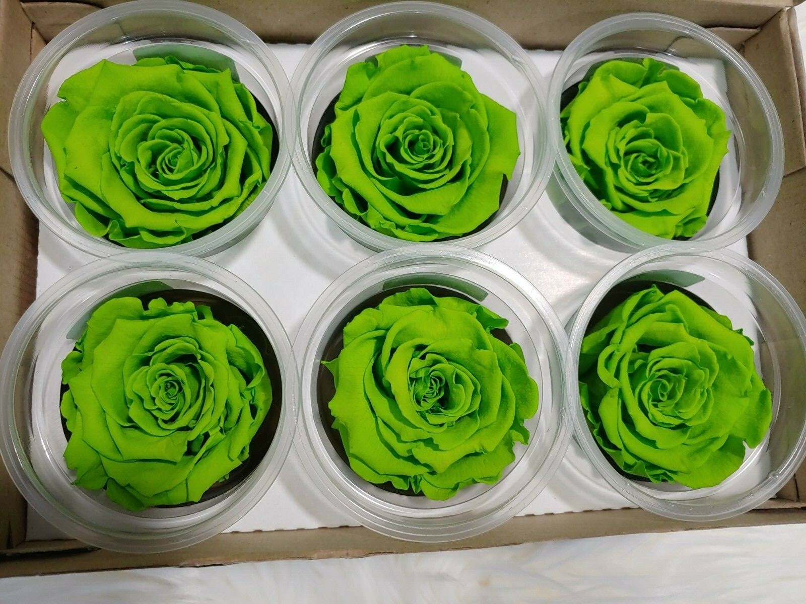 Preserved Roses – Eternity Rose – Mothers Day – Lime Green – 6 Pack