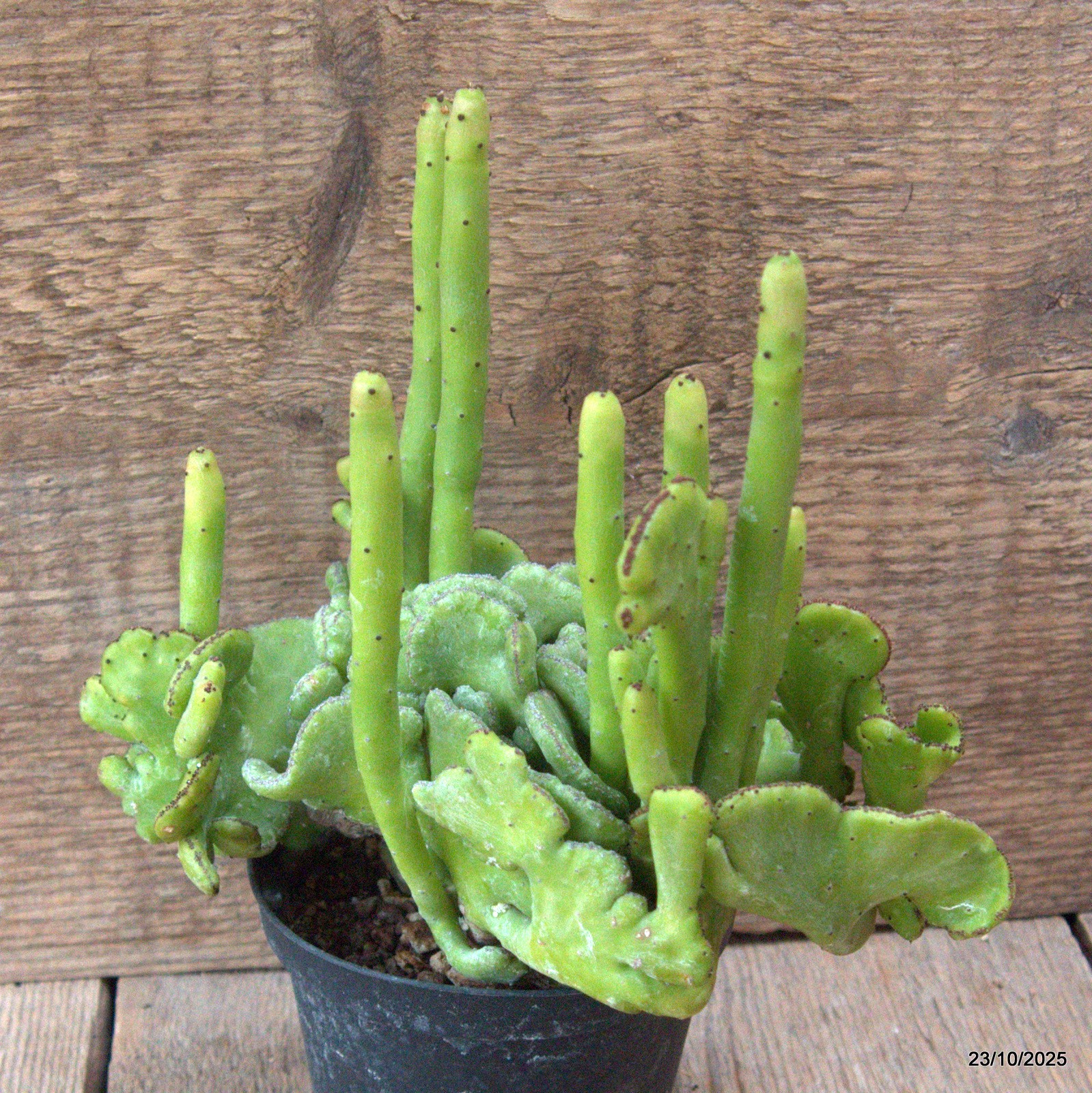 D7127 EUPHORBIA LEUCODENDRON CRESTED pot10-H18-W20 cm MaMa Cactus