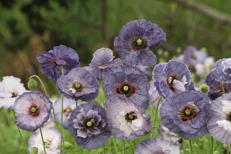 50 Pcs Cute Amazing Grey Poppy Flower Seeds