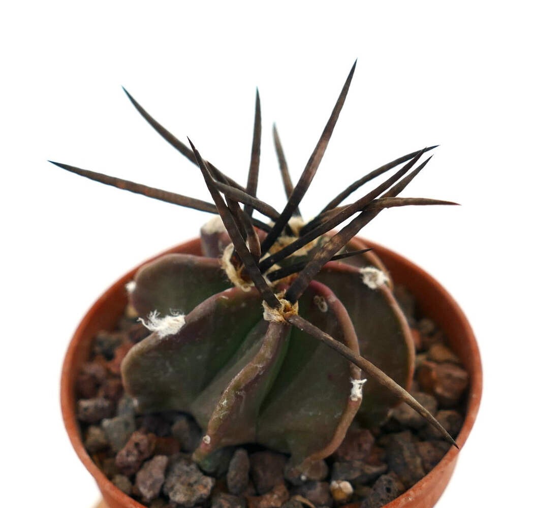 Astrophytum capricorne nudum cv SUPER BUFFALO – Goat’s horn cactus | Astrophytum