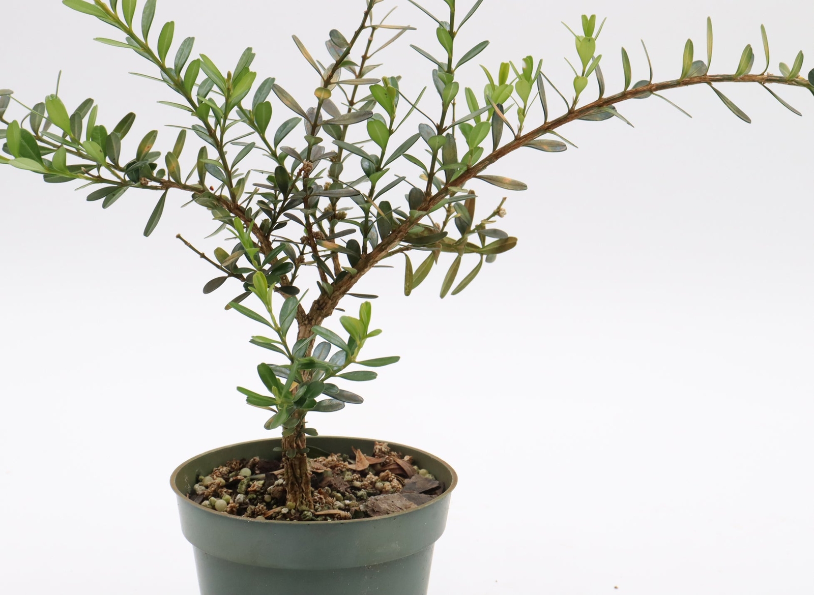 Assorted Harland Boxwood Cuttings in Four Inch Plastic Pots