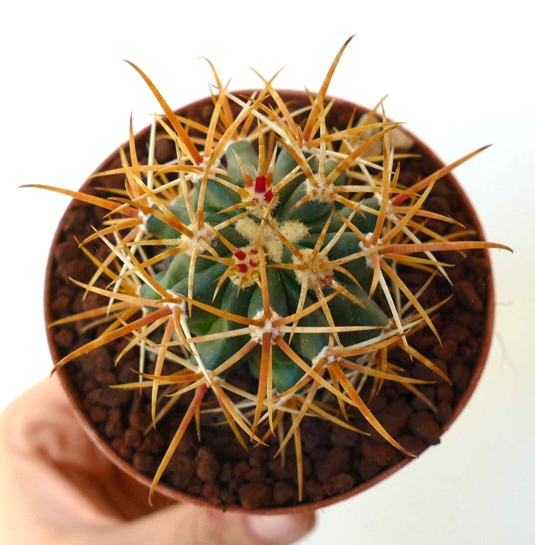 Ferocactus chrysacanthus DARK YELLOW SELECTED SPINES – Golden barrel cactus | So