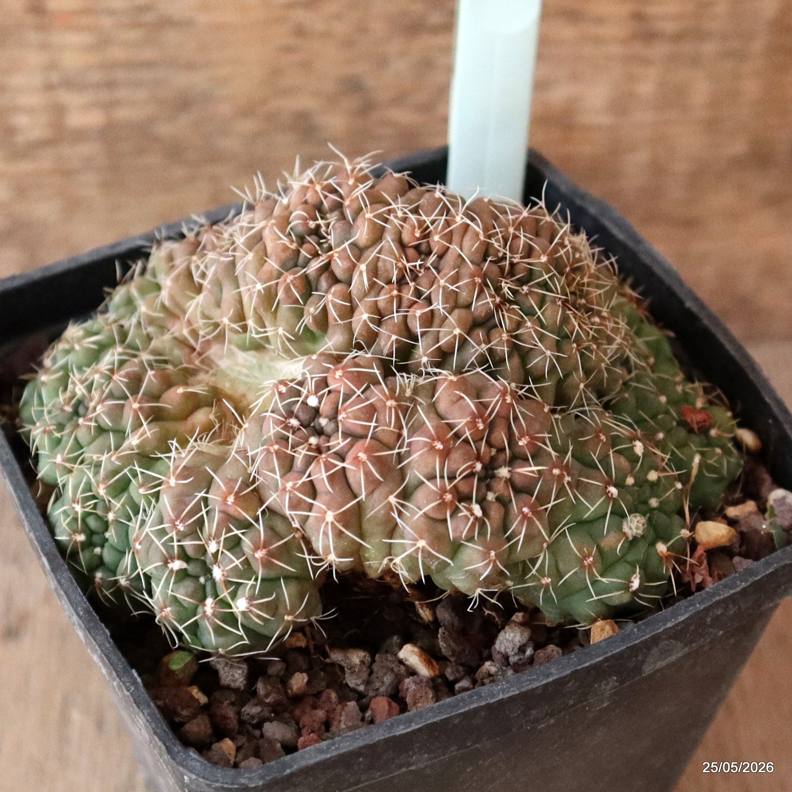 A8042 GYMNOCALYCIUM BALDIANUM MULTIHEADS pot10-H6,5-W11,5 cm MaMa Cactus