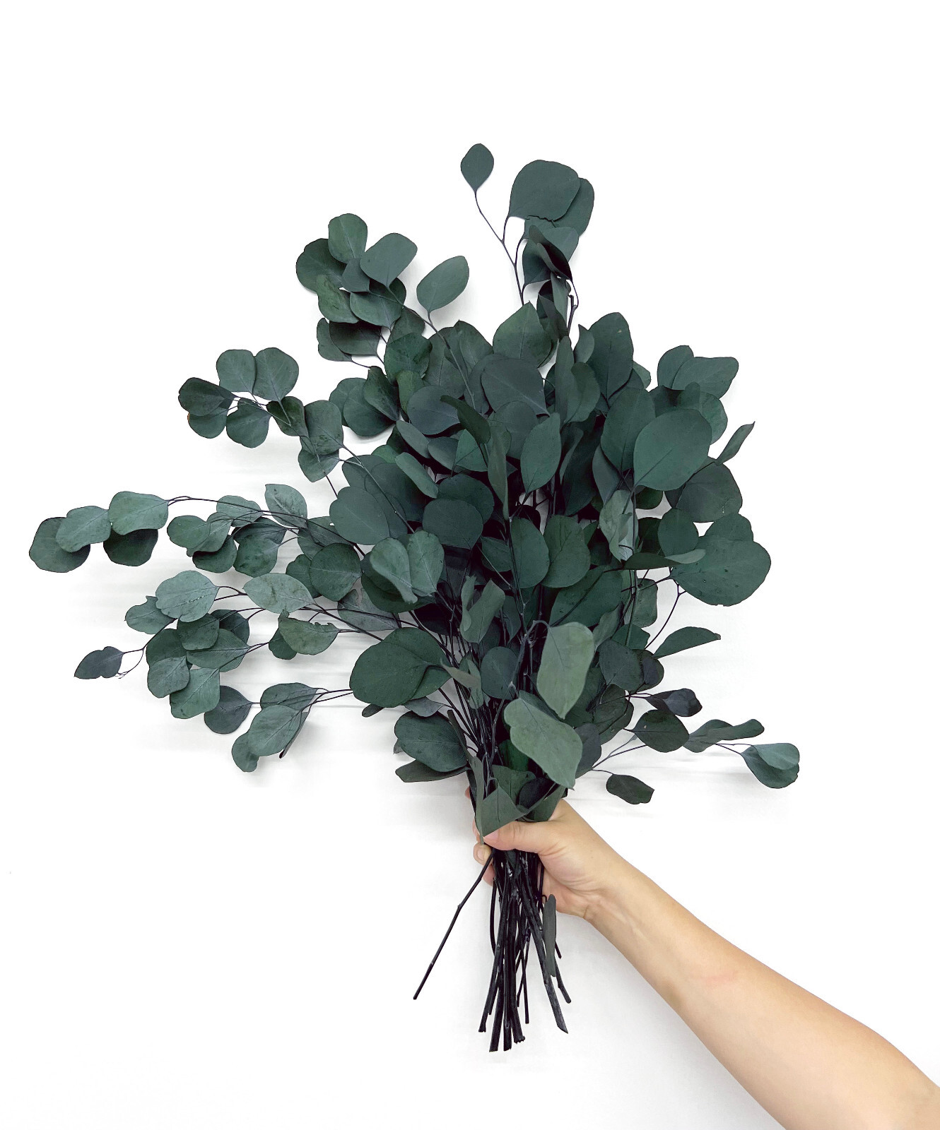 Green or Red Preserved Natural Silver Dollar Eucalyptus Branches /8 oz or 16 oz