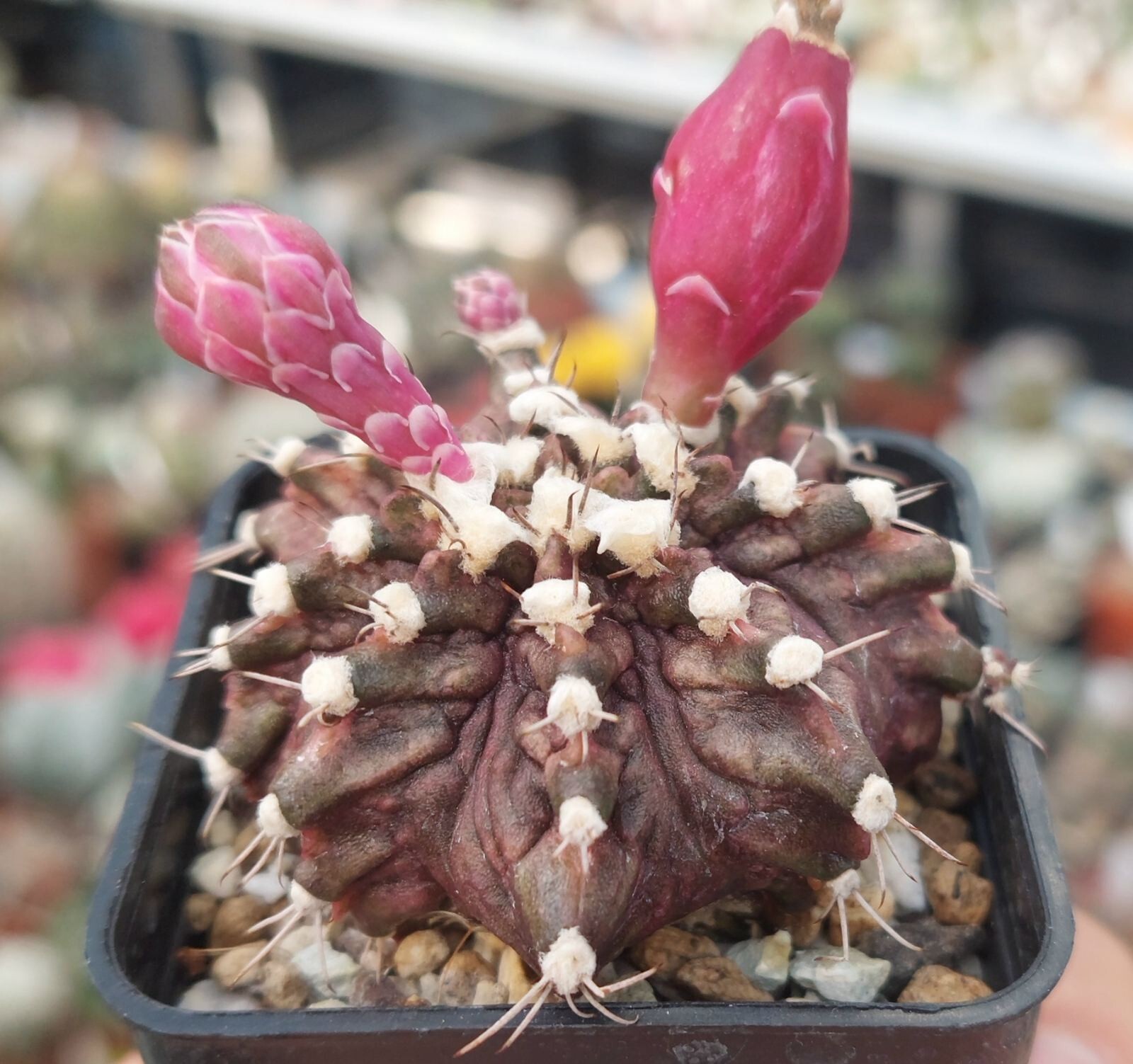 Gymnocalycium mihanovichii ‘T-Rex’ hybrid mix 100seeds harvest 2025