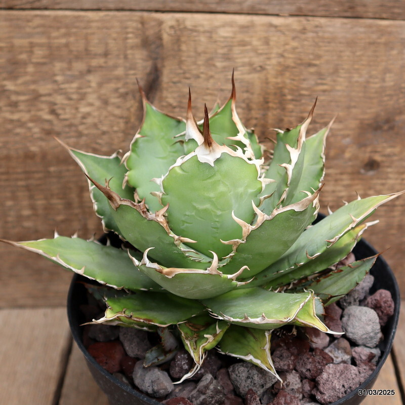 D163 AGAVE TITANOTA pot18-H14-W19 cm MaMa Cactus