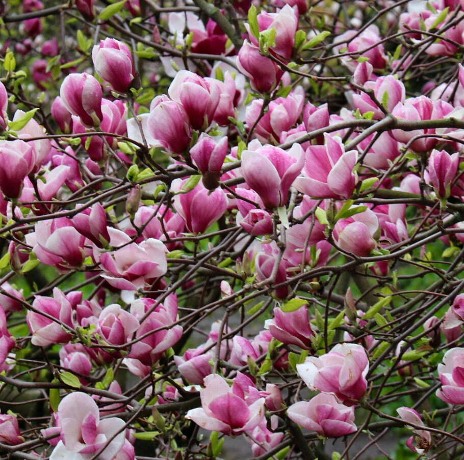Magnolia soulangeana – Tree | Saucer Magnolia | Chinese Magnolia
