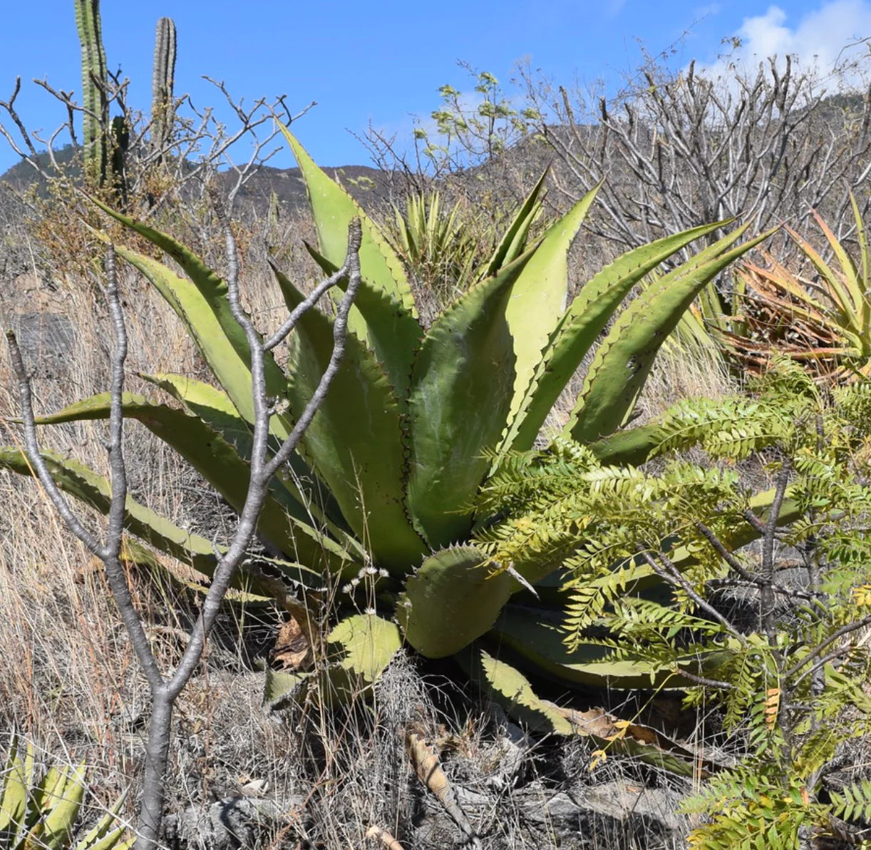 Agave salmiana var. ferox (Hidalgo) 10-20cm –