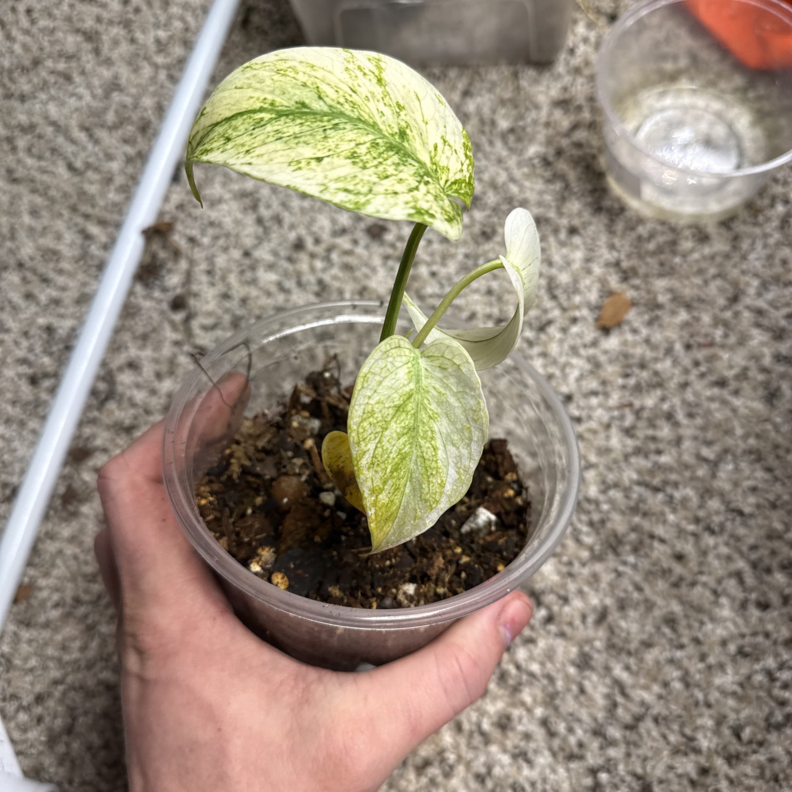 Monsters Mint Fully Aclimated TC!! Not Mint No I’d