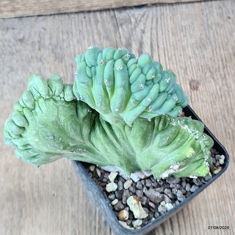 D5749 MYRTILLOCACTUS GEOMETRIZANS CRESTED pot8-H11-W13 cm MaMa Cactus