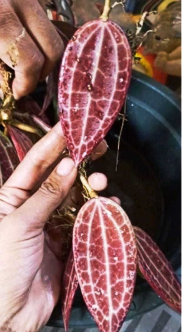 Hoya Macrophylla Red Exotic Rare Plant