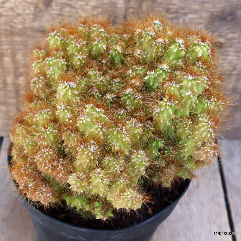 A5139 CEREUS PERUVIANUS MONSTER pot14-H15-W17 cm MaMa Cactus