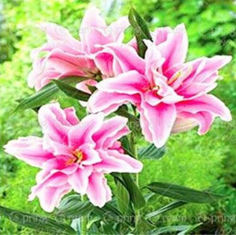 (10) LILY SEEDS rare exotic flower bloom home garden USA SELLER W/TRACKING