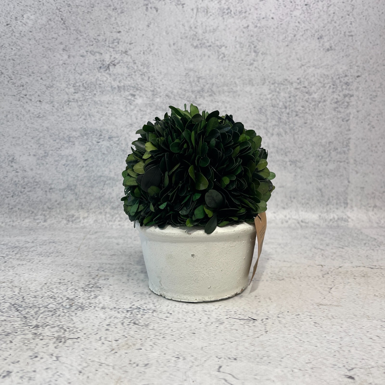 Boxwood Topiary Preserved Real Plant 10.2cm x 12.7cm Indoor Home Decor Pot