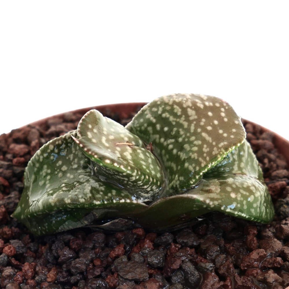 Gasteria armstrongii cv ‘White Pearl’ (FAT LEAVES) – Gasteria | Armstrong’s gast