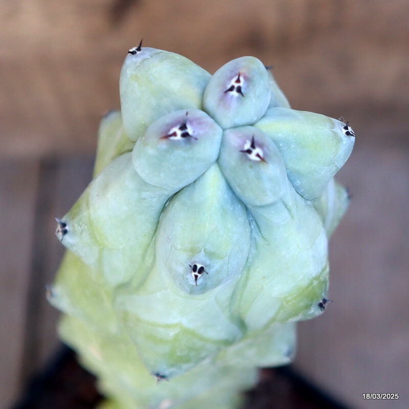 A3702 MYRTILLOCACTUS FUKUROKURIUZINBOKU pot12-H36-W6 cm MaMa Cactus