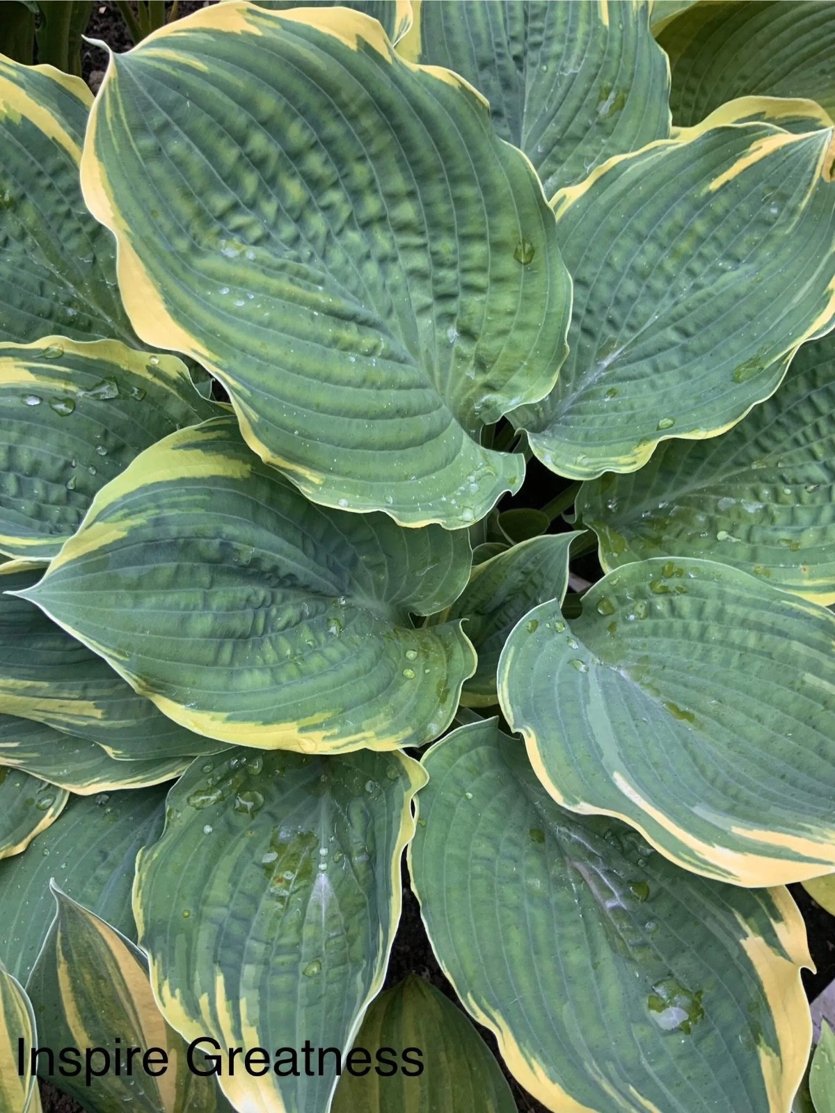 Hosta “Inspire Greatness “ Plantain Lily Plant Shipping Spring 2026
