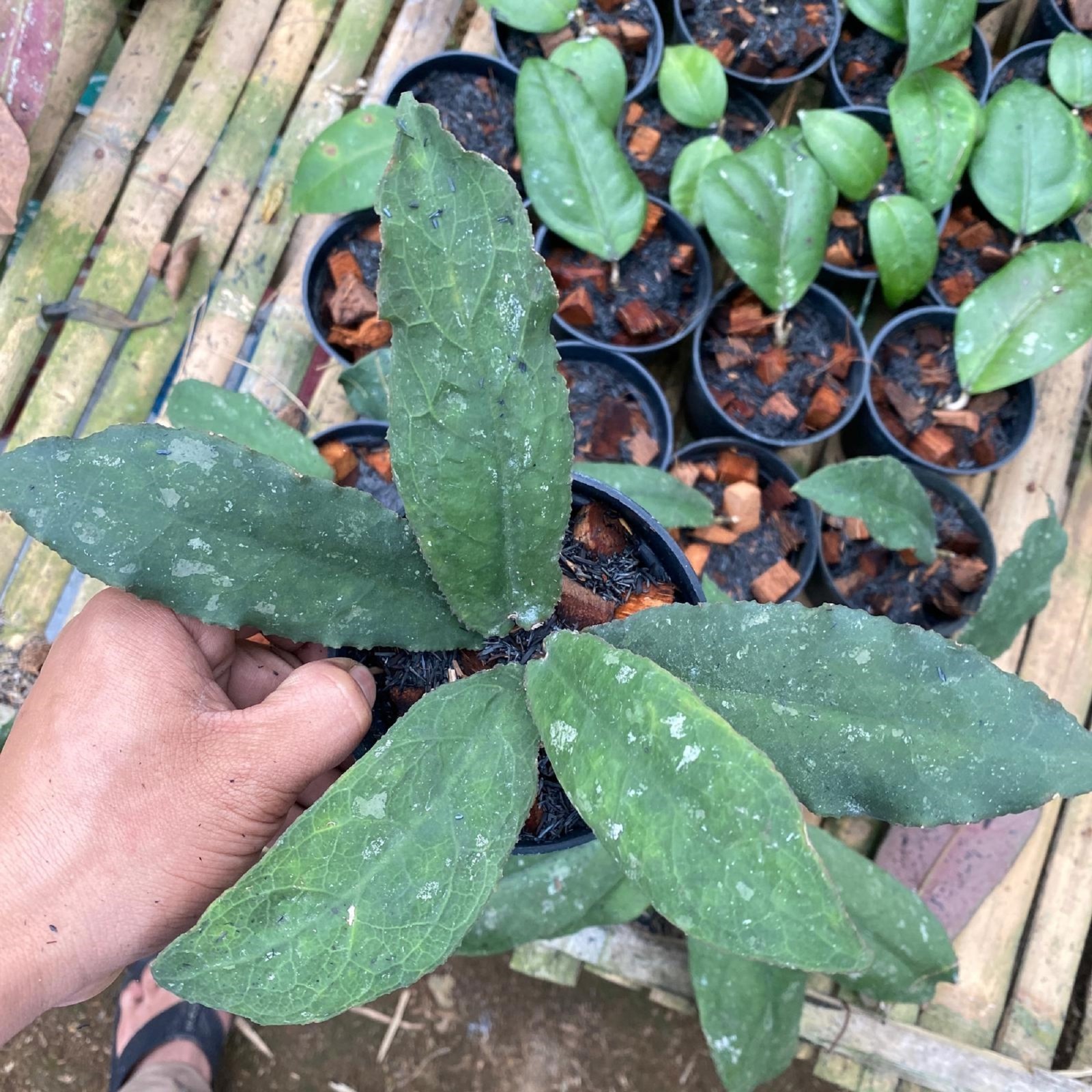 Hoya Undulata Rare Plant Wavy Leaf Hoya Exotic Collector Houseplant Tropical