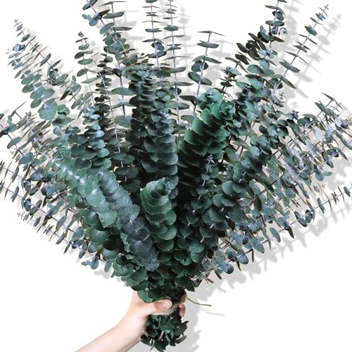 30Pcs Dried Eucalyptus Stems – 17″ Real Preserved Plant for 30PCS