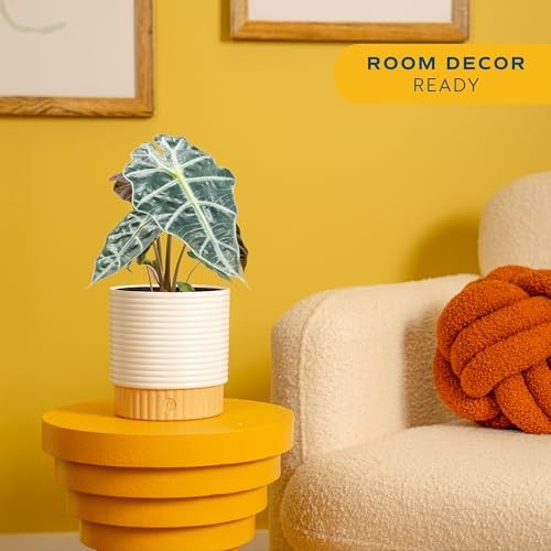 Alocasia Polly Live Plant in Decorative Pot, Indoor Houseplant, Perfect for