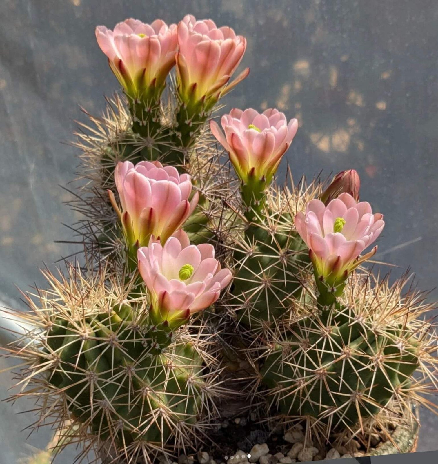 Echinocereus roetteri (Orogrande) SEEDS – Rare Cactus SEEDS