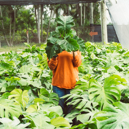 Alocasia Low Rider | Live Tropical Plant 6″ inch Pot | Elephant’s Ear Houseplant