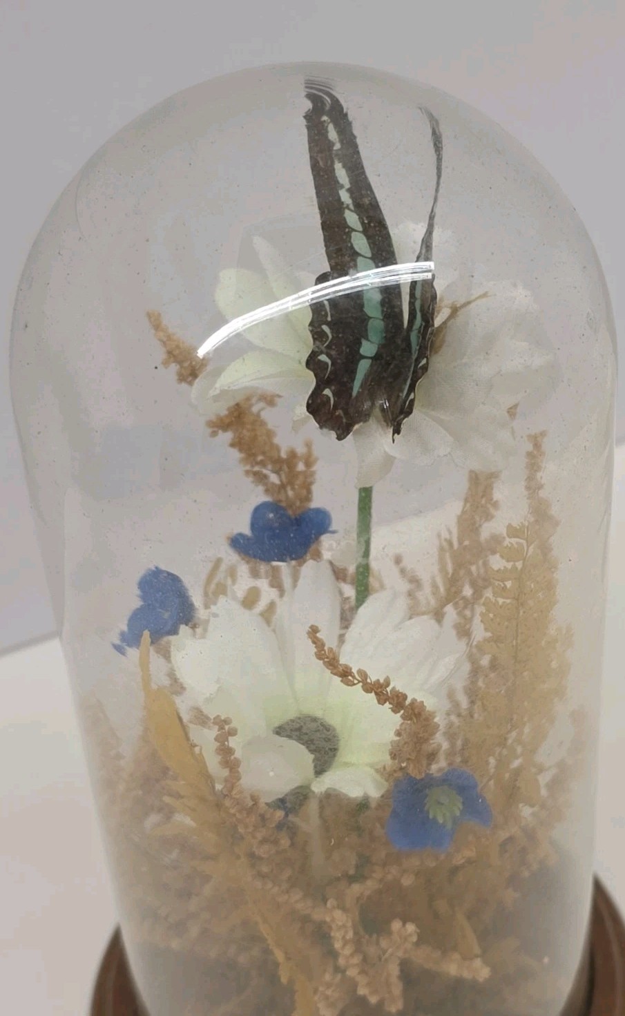 Vintage Real Butterfly & Daisy Flowers Under Glass Dome Wood Base Taiwan 7.5″