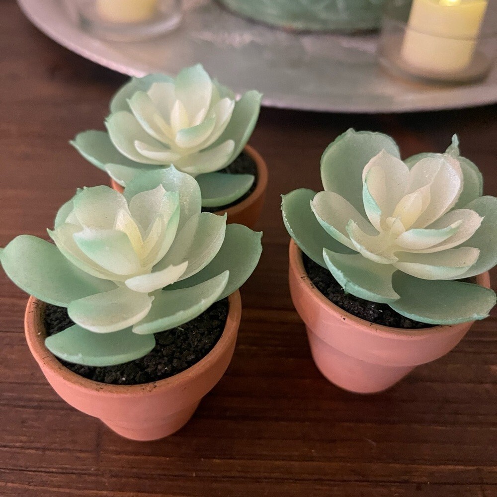 Set of new small decor succulent plant trio table top home accent mini event