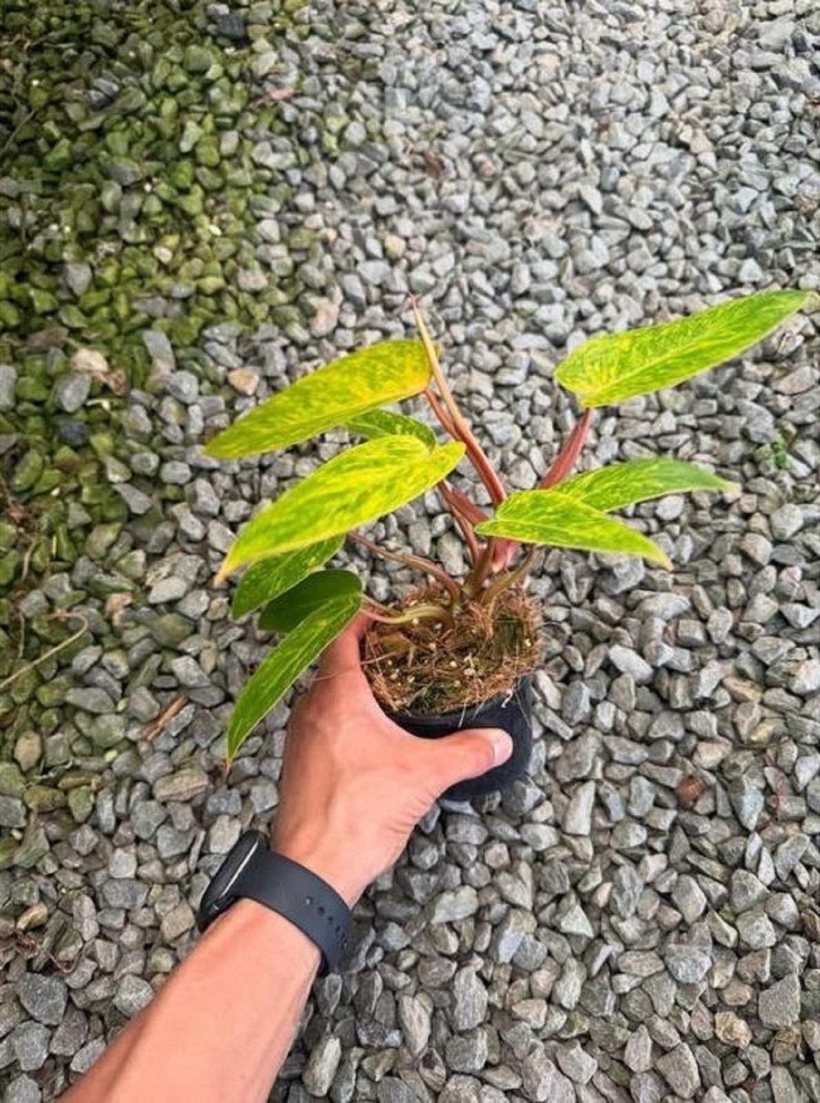 Philodendron Painted Lady Rare Variegated Aroid Bright Lime Foliage