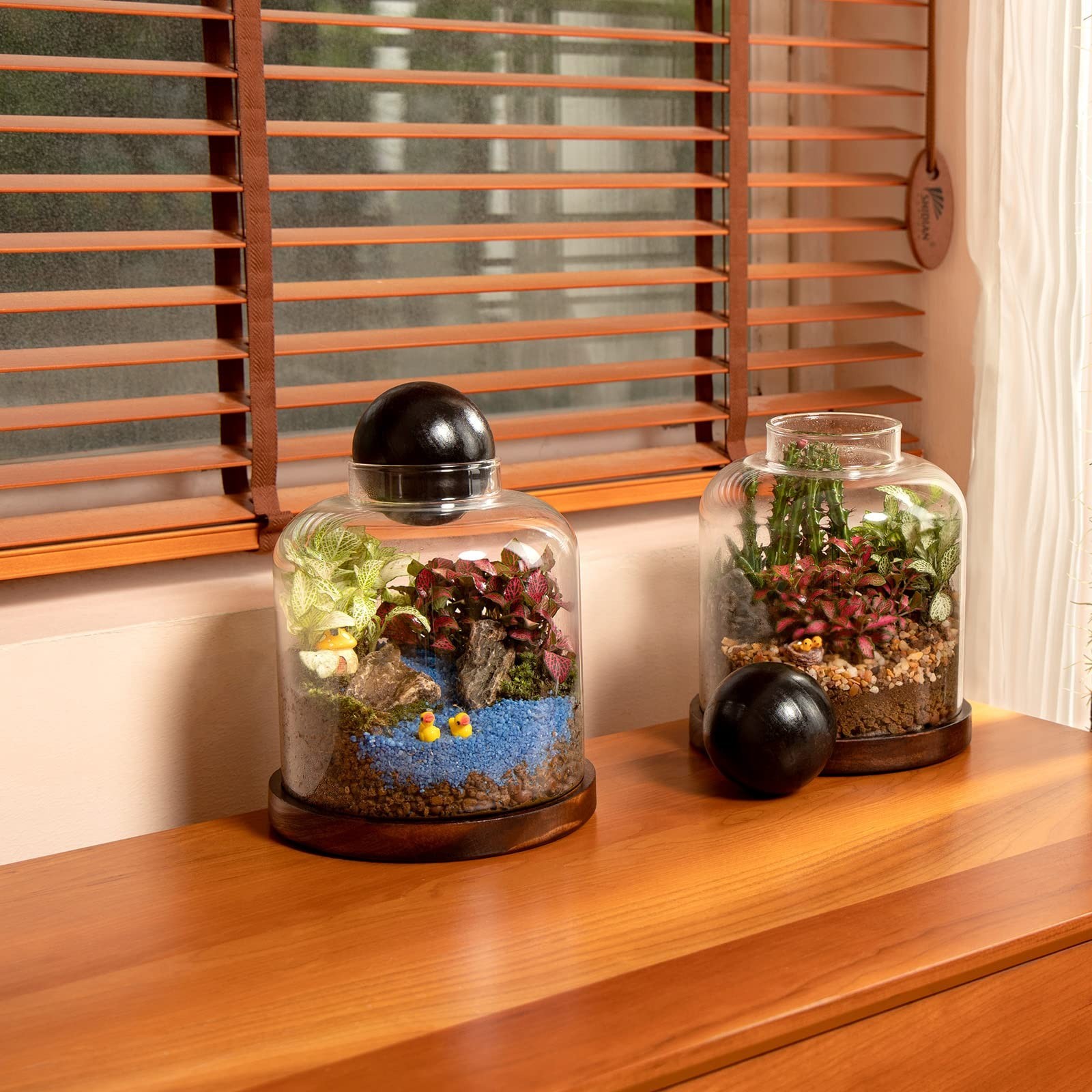 Large Glass Terrarium for Succulents & Moss – Mini Table Decor with Wood Base &
