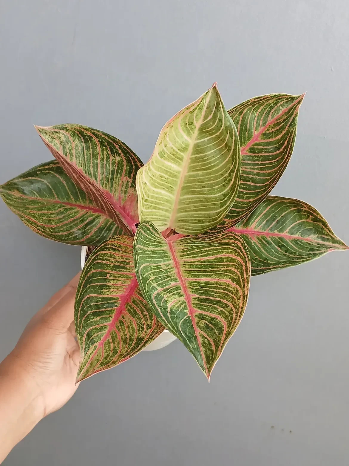Aglaonema Golden Kresna Large Size Real Picture