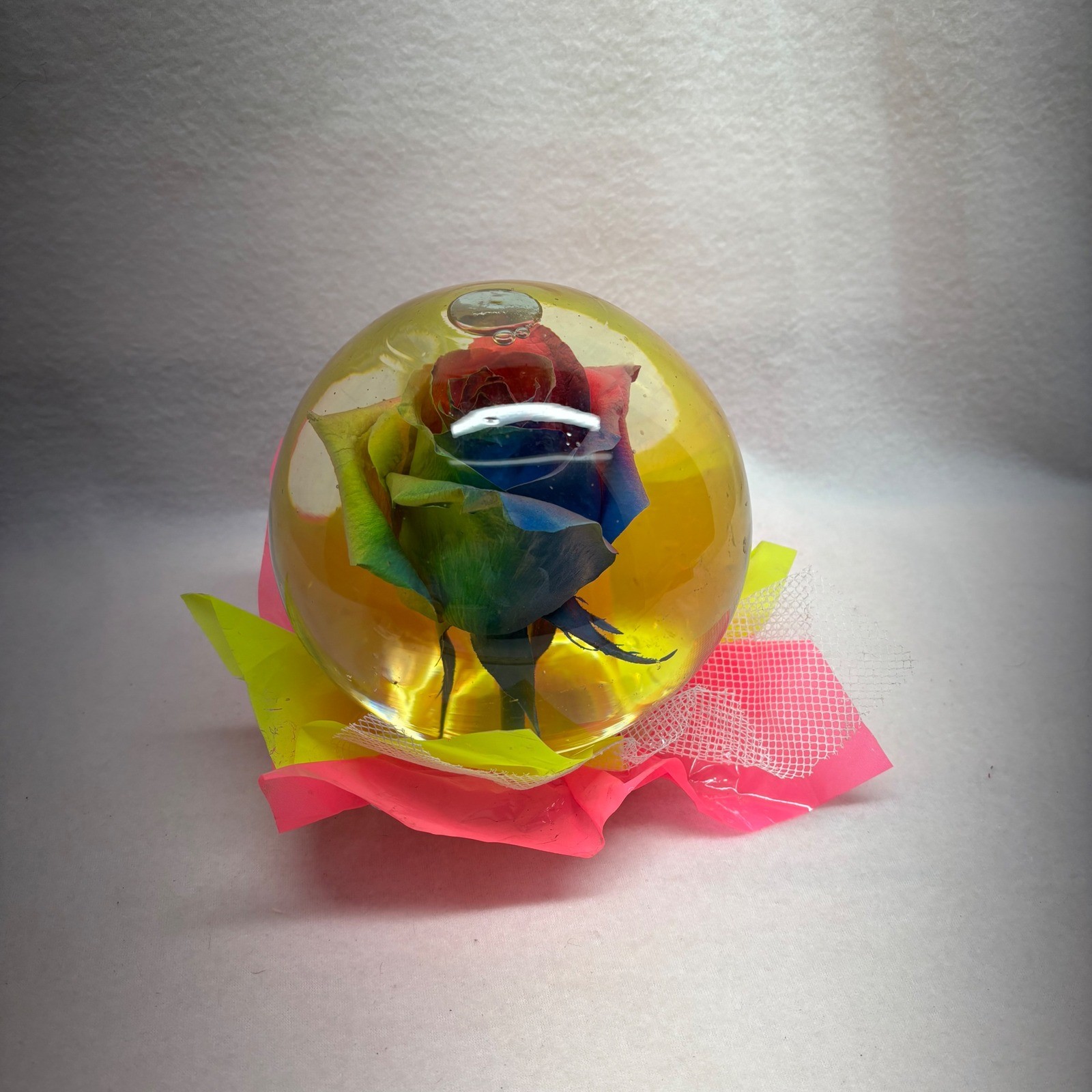 Four Brothers Farms Assorted Rose Globe Resin Preserved Rainbow Flower
