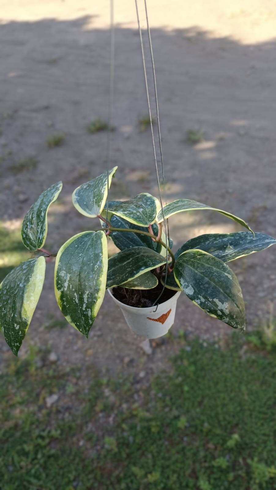 Real Picture Hoya Latifolia ‘Watermelon’ Albomarginata Big Size