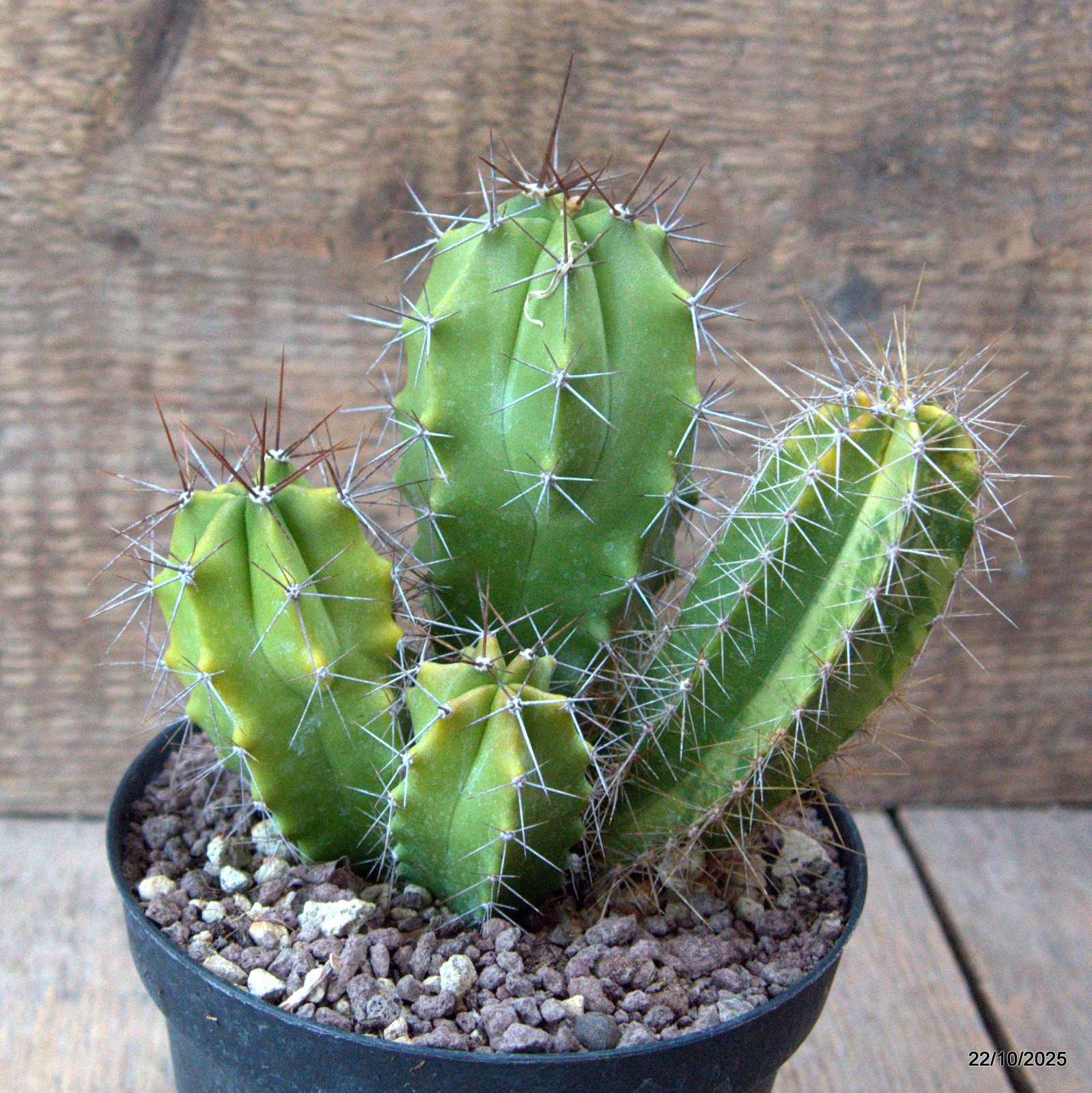 D7094 POLASKIA CHENDE VARIEGATED pot12-H13-W13 cm MaMa Cactus