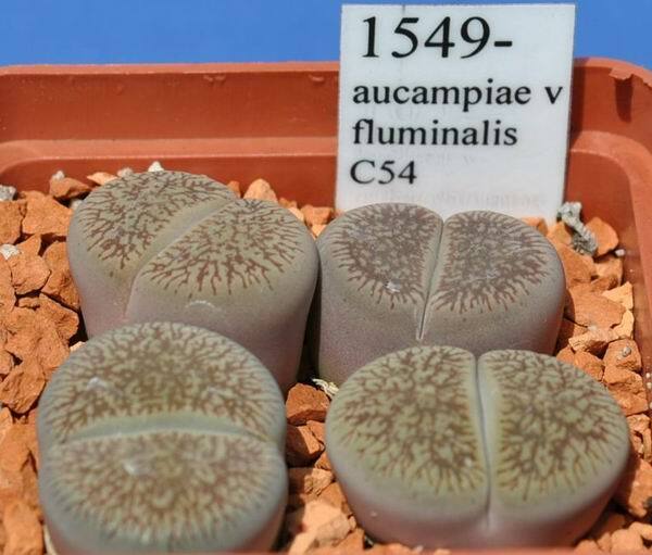 MIX LITHOPS SEEDS 100 PCS 2020 harvest /approximately 20 species/