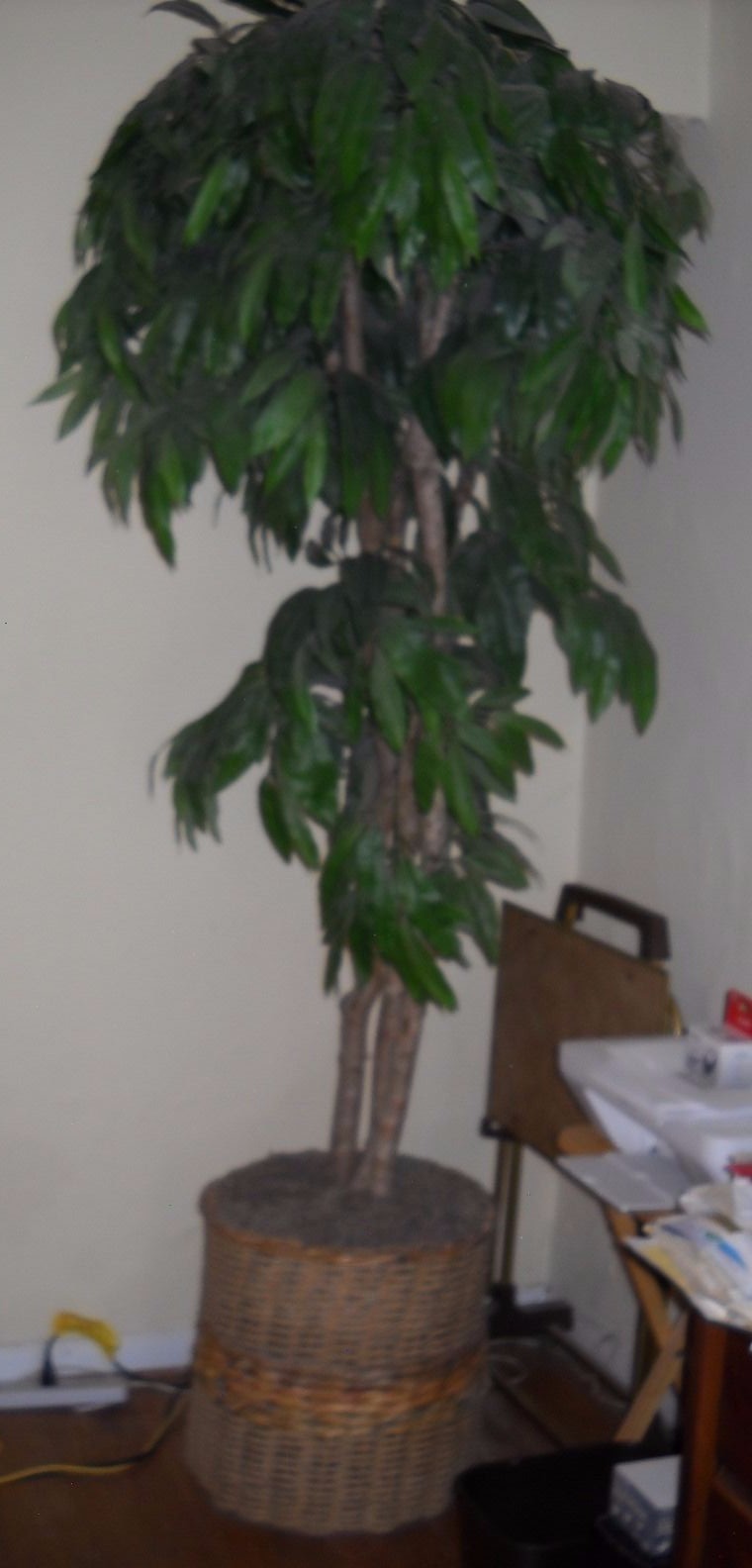 Silk mango tree with beautiful rattan basket and Spanish moss.