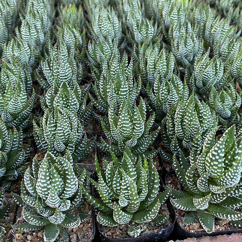 2 Pcs Haworthia Fasciata Attenuata Rare Succulent Plant Exotic Cactus Rare Plant