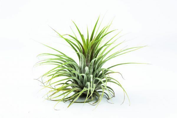 (Tillandsia) Air plants – Ionantha 3 x plant mix – Red Green & Rubra – Easy care