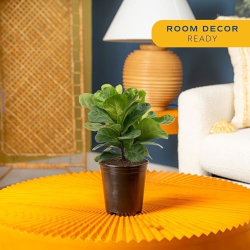 Little Fiddle Leaf Fig, Live Indoor Ficus Lyrata Plant in Nursery Plant Pot,